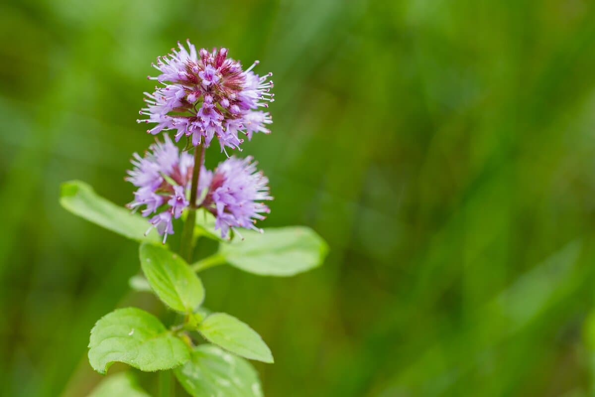 Water mint