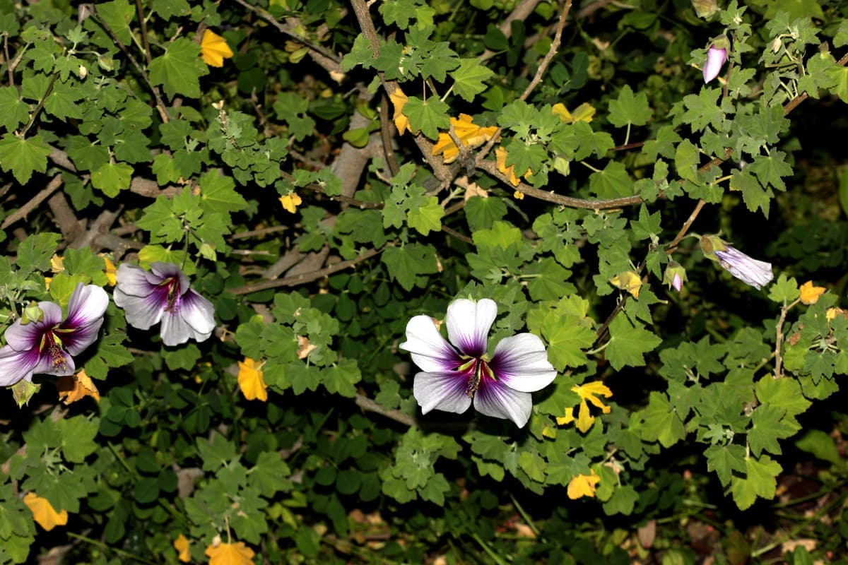 Tree mallow