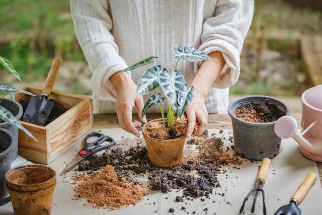 How do I know if a plant needs replanting?