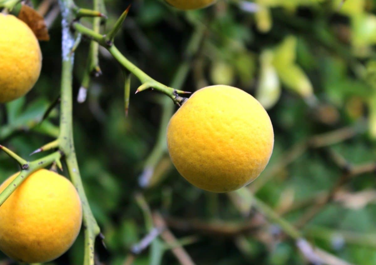 Trifoliate orange