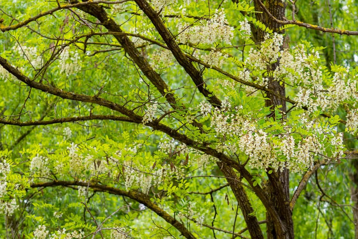 Black locust