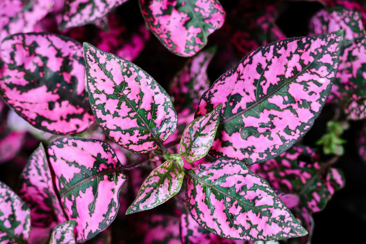 polka dot plant