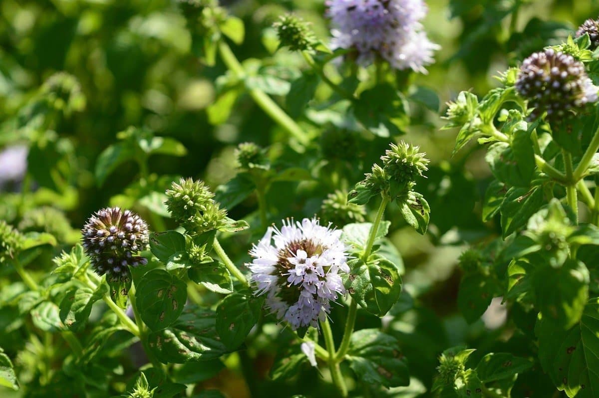 Water mint