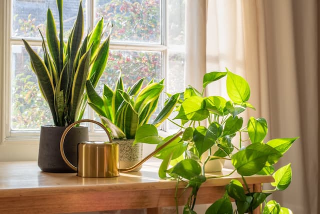 Top indoor plants for novice green thumbs