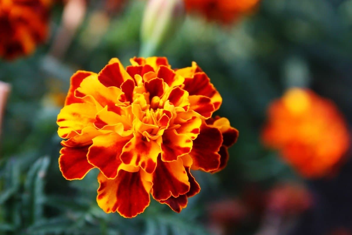 French marigold