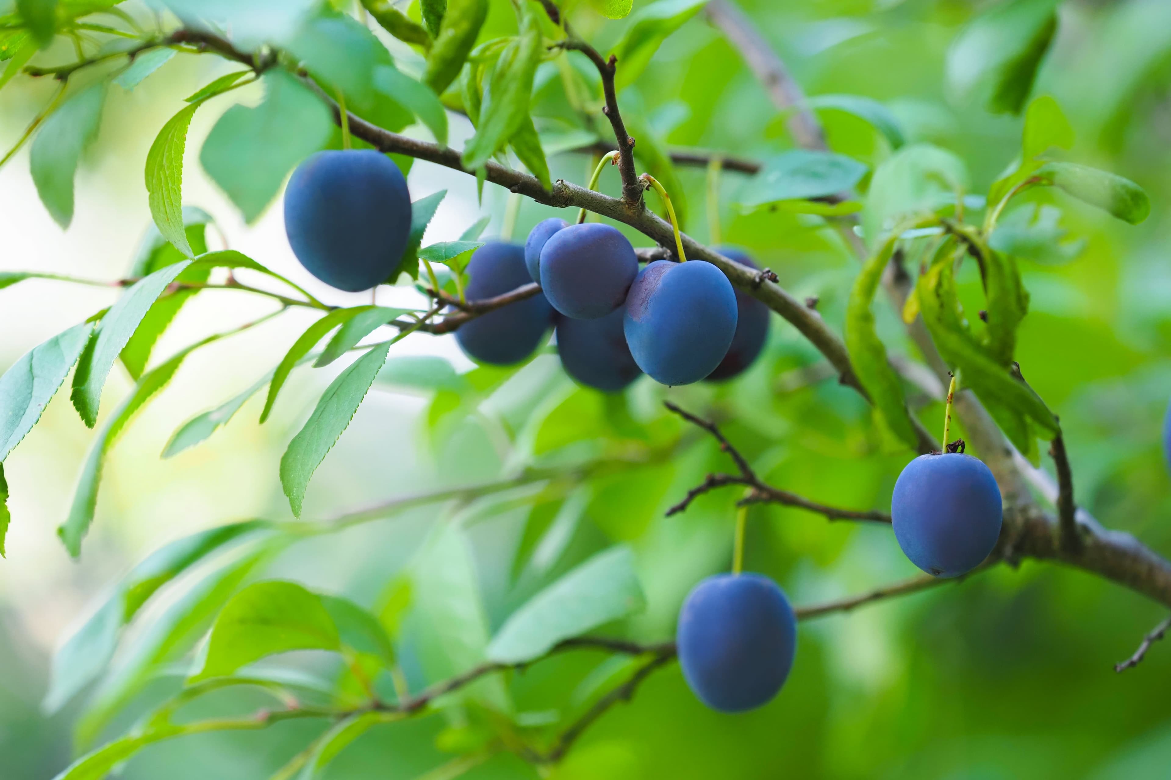 Damson 'Prune Damson'