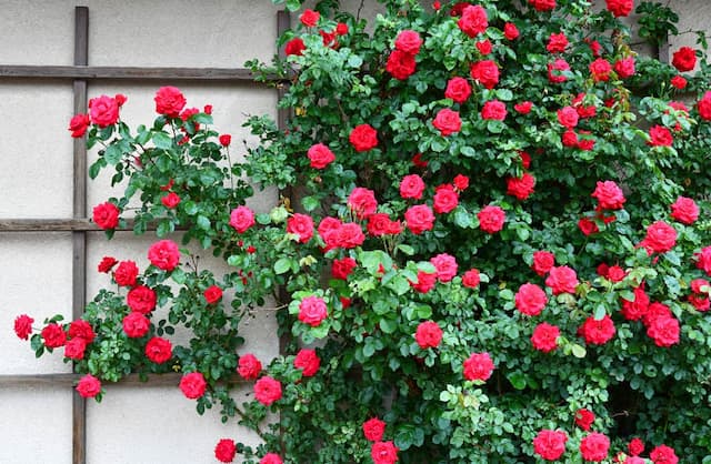 A comprehensive guide for growing spectacular climbing roses