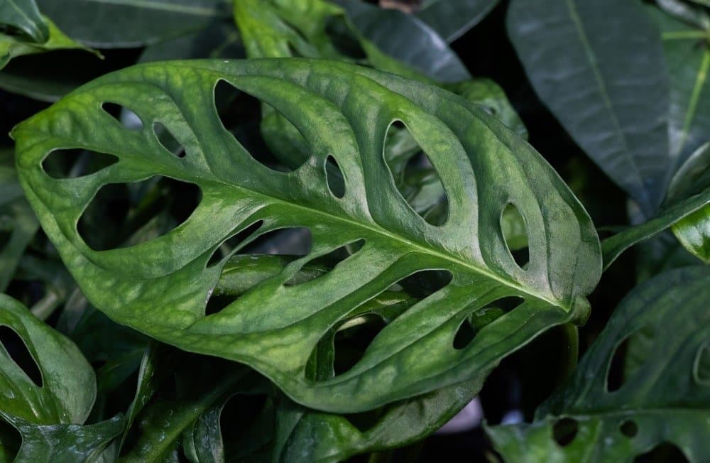 Adanson's monstera