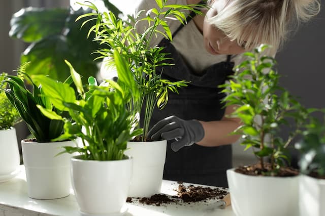 Revitalizing your indoor garden