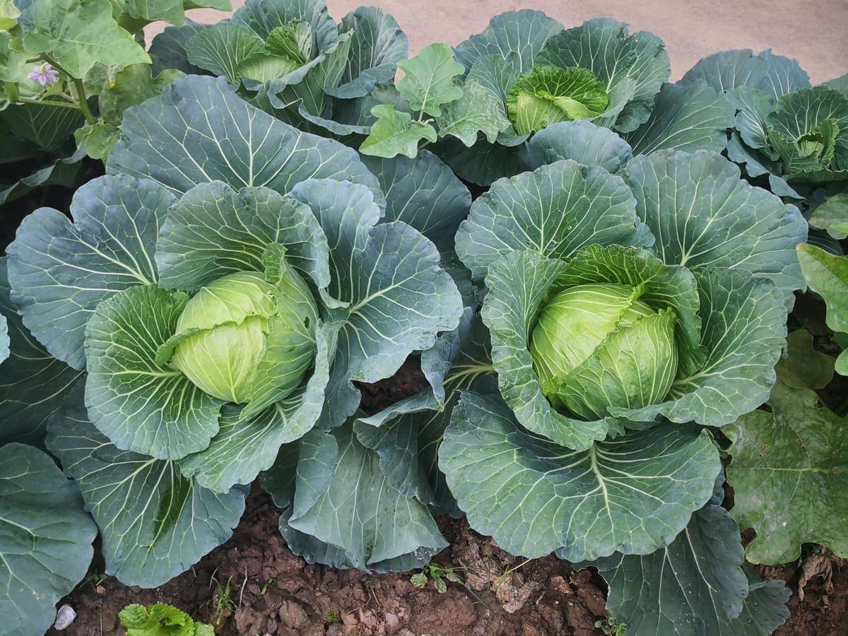 Cabbage