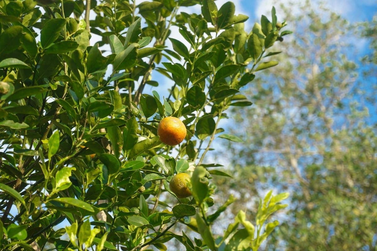 calamondin