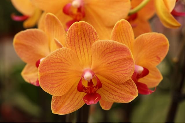 How to encourage your Moth Orchid to bloom again