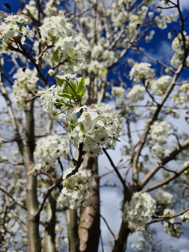 Callery pear 'Chanticleer'