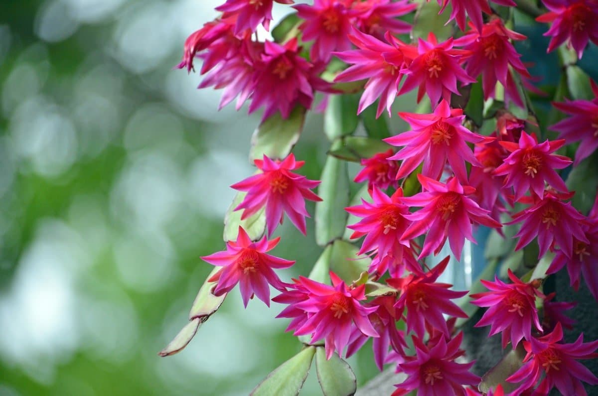 Easter cactus