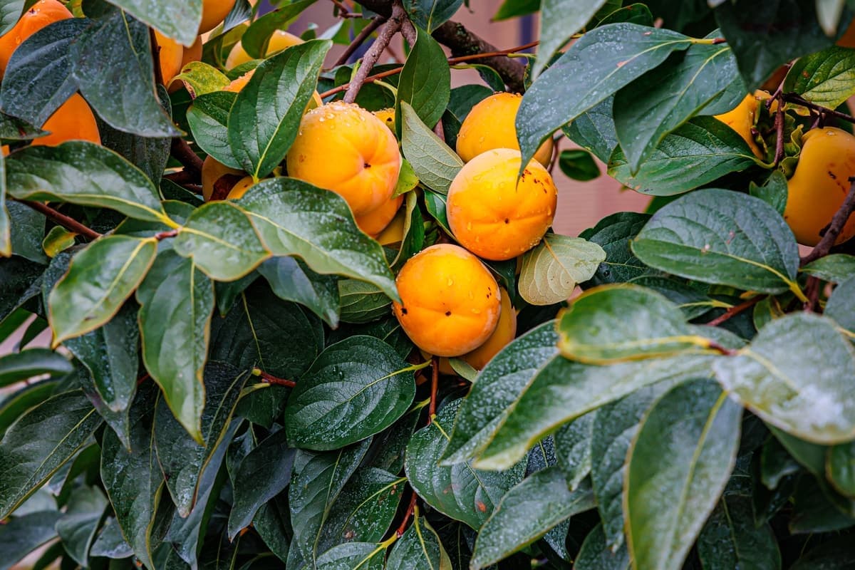 Japanese persimmon