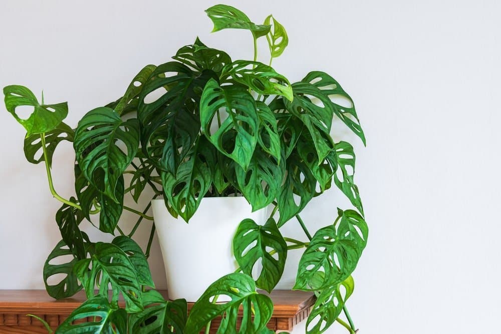 Adanson's monstera