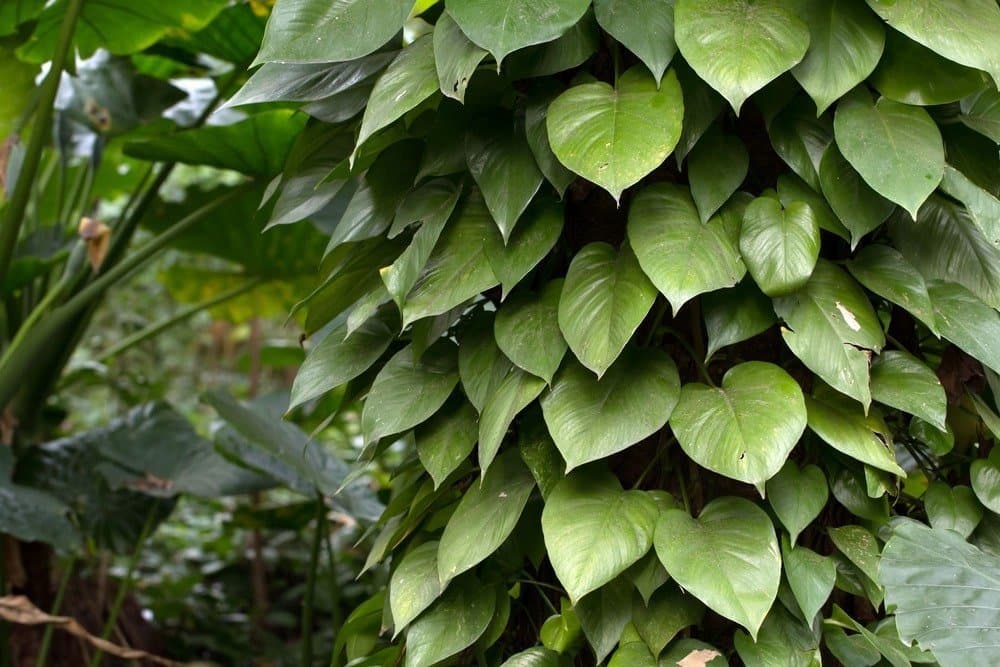 Heart-leaf philodendron