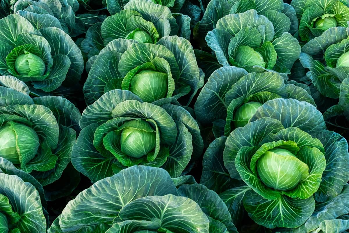 Cabbage