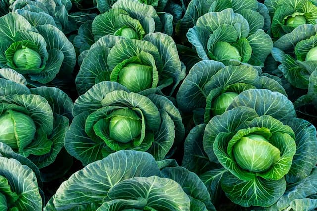 Cabbage