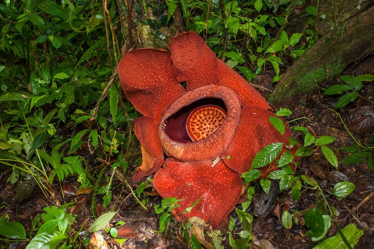 Rafflesia kerrii