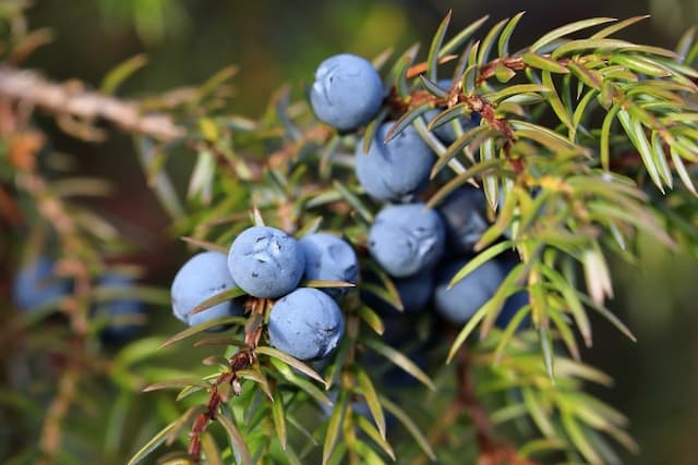 Common juniper