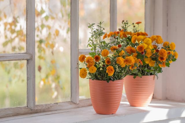 Checklist: Caring for indoor plants in the fall