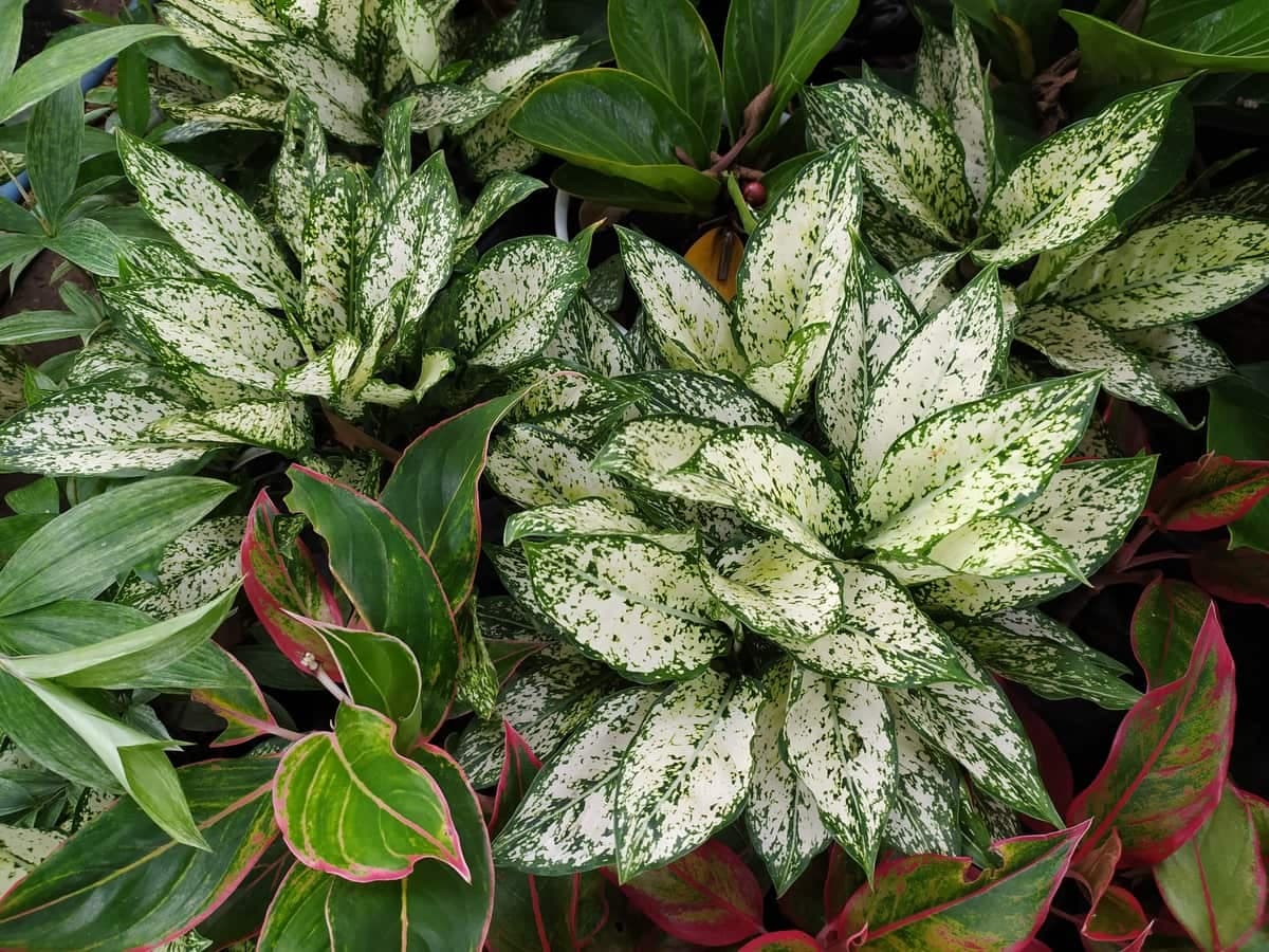 Chinese evergreen 'Silver Queen'
