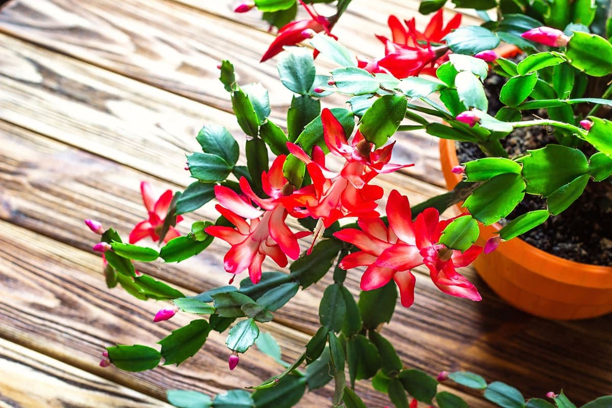 Christmas cactus