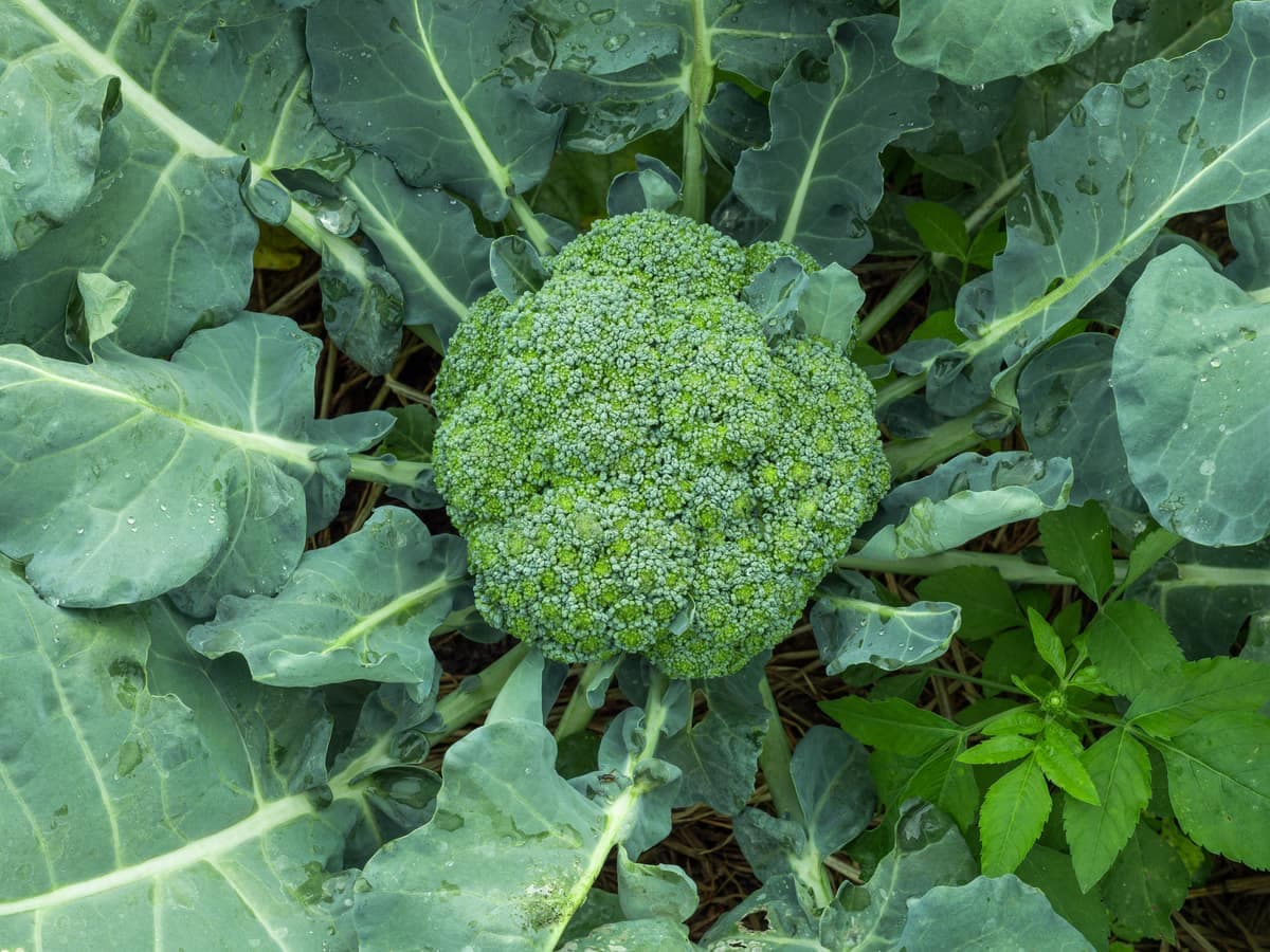 Broccoli