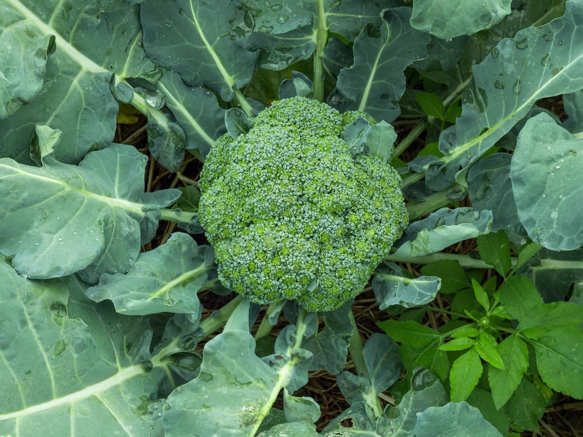 Broccoli