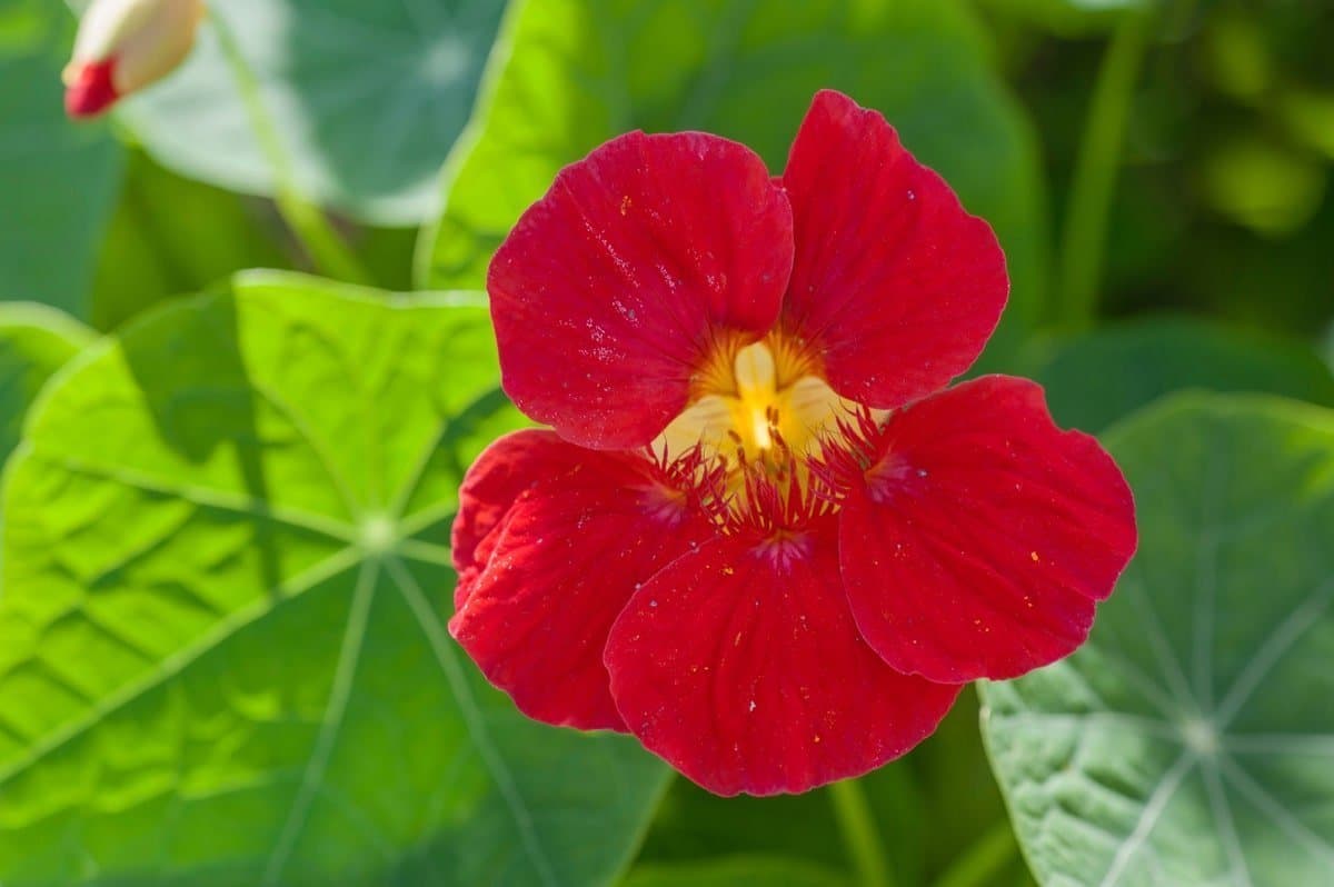 Nasturtium