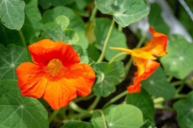 Nasturtium