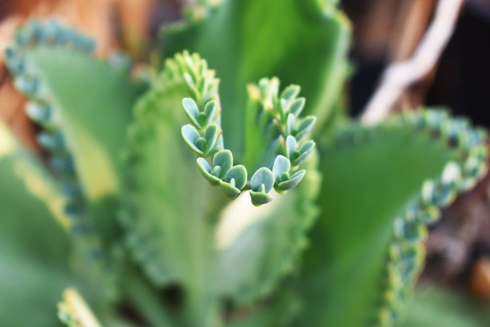 Mexican hat plant