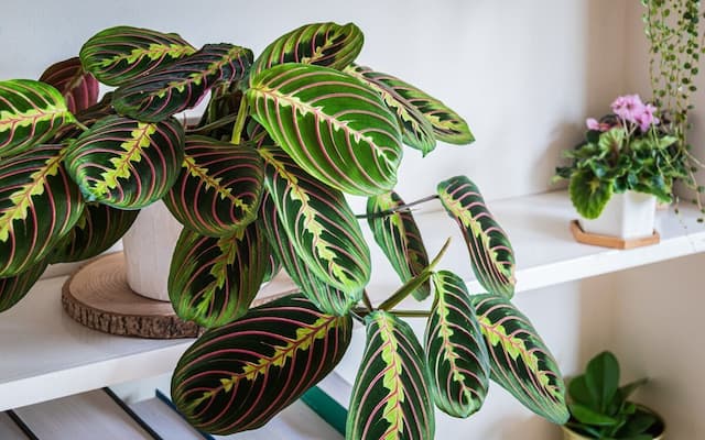 Prayer plant