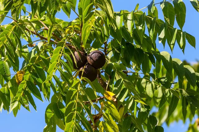 Black walnut