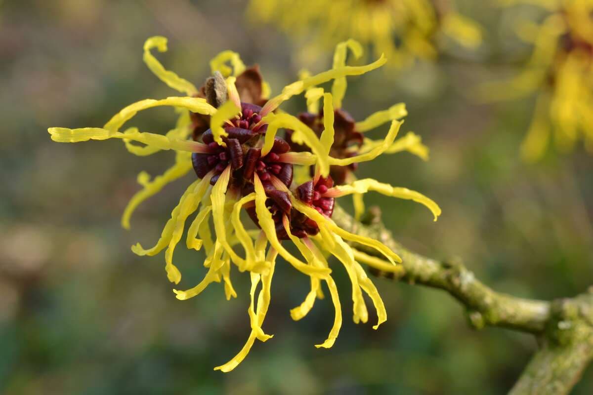 American witch-hazel