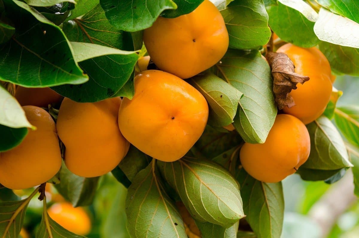 Japanese persimmon