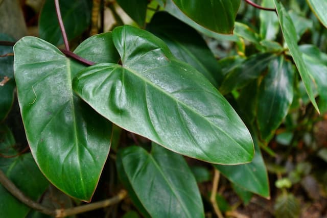 Blushing philodendron