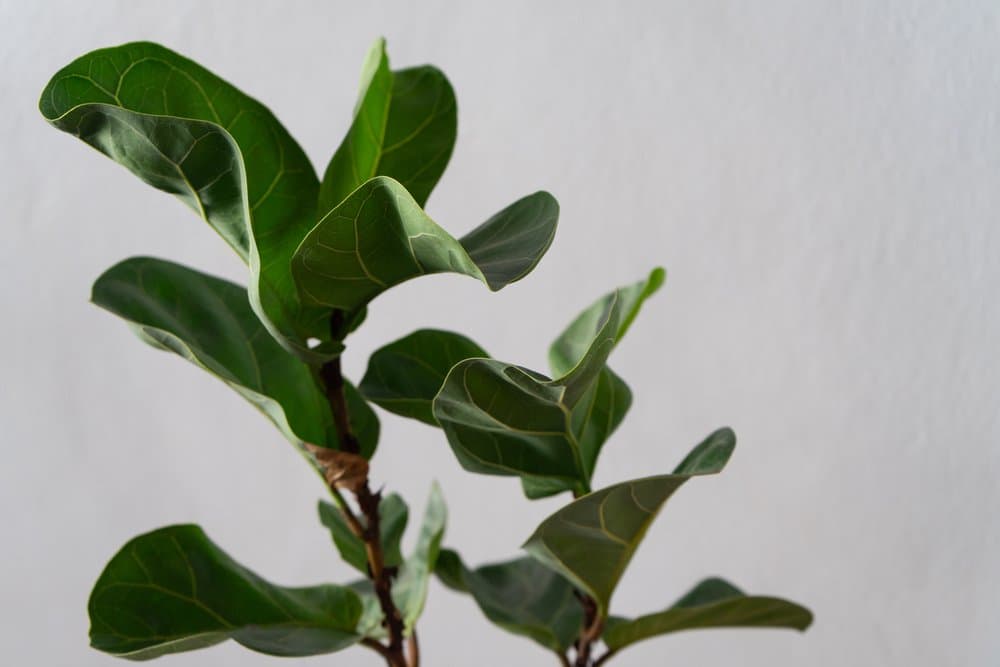 Fiddle-leaf fig