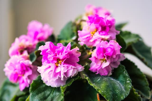 Mastering the secrets of growing stunning African violets