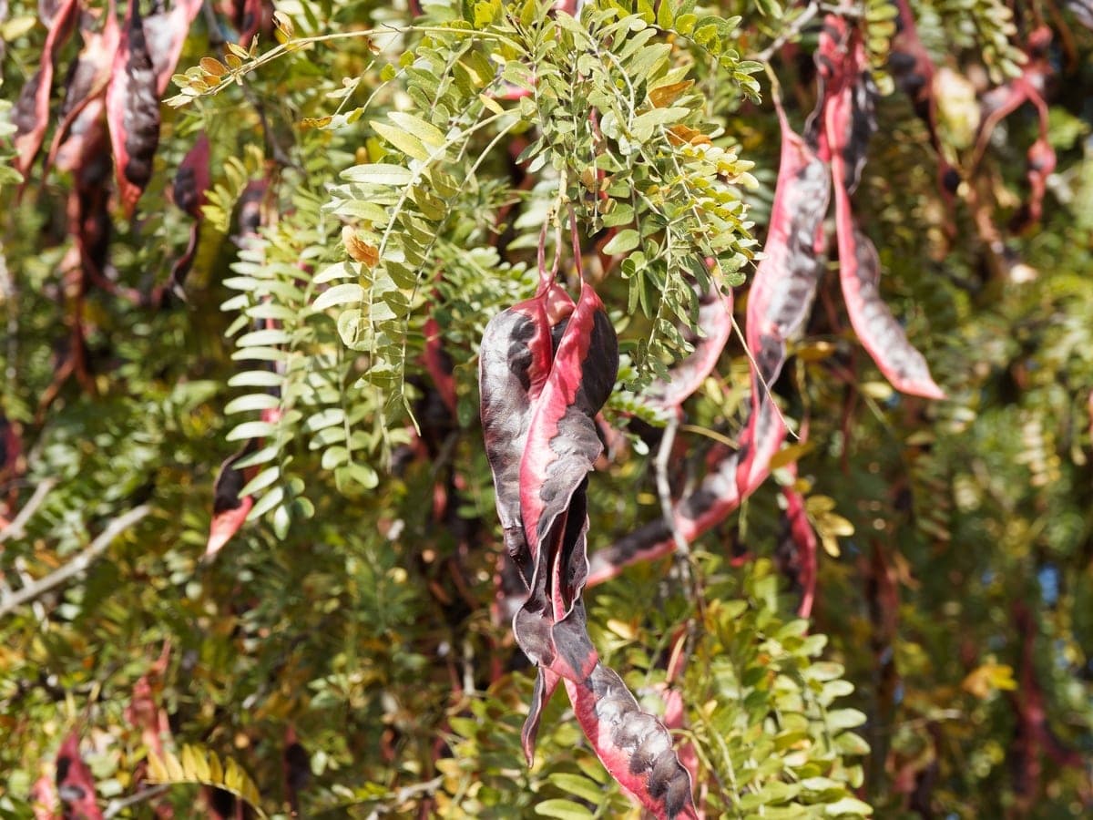 Honey locust 'Sunburst'