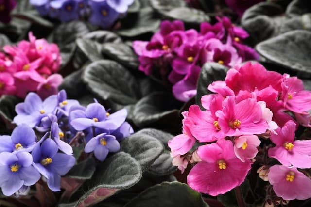 African violet