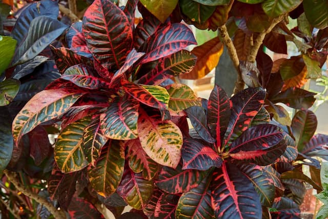 Variegated croton