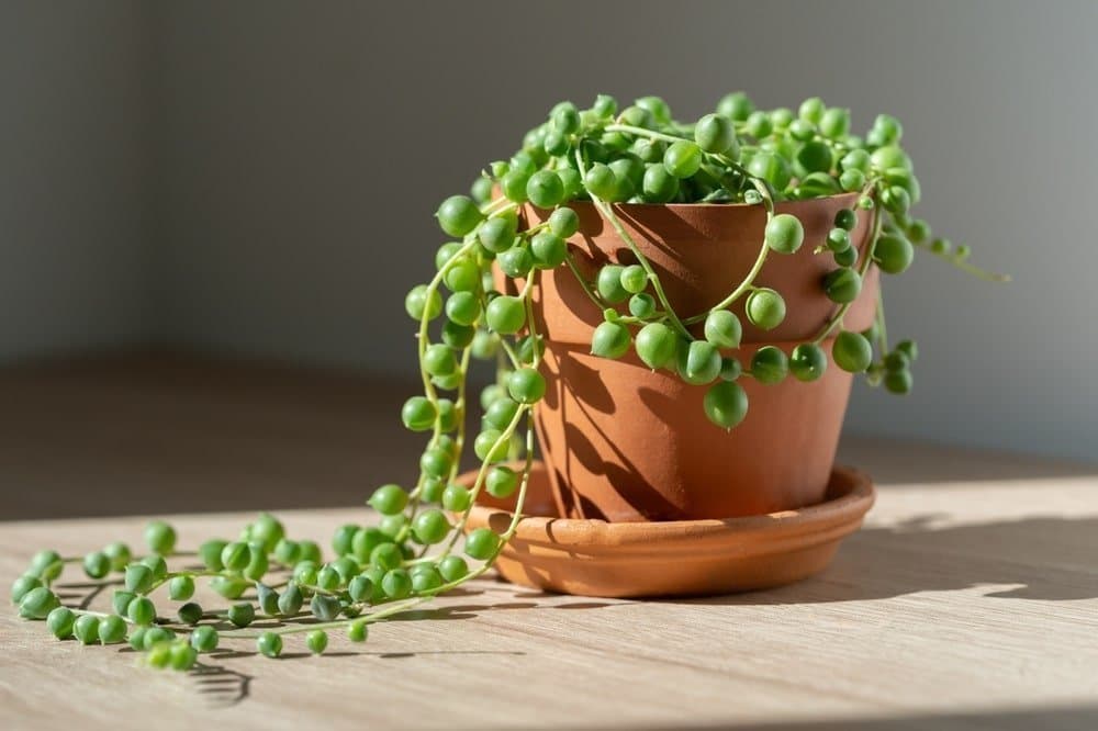 String-of-pearls