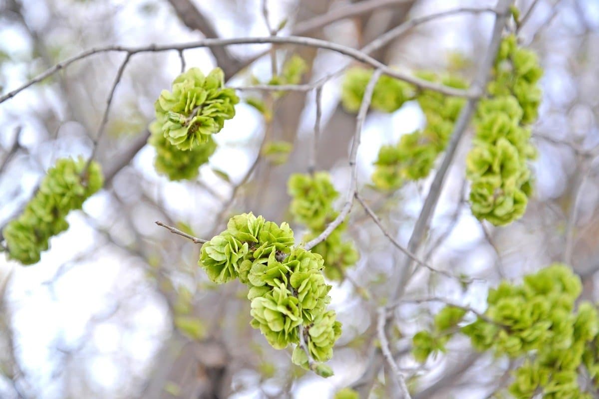 Siberian elm