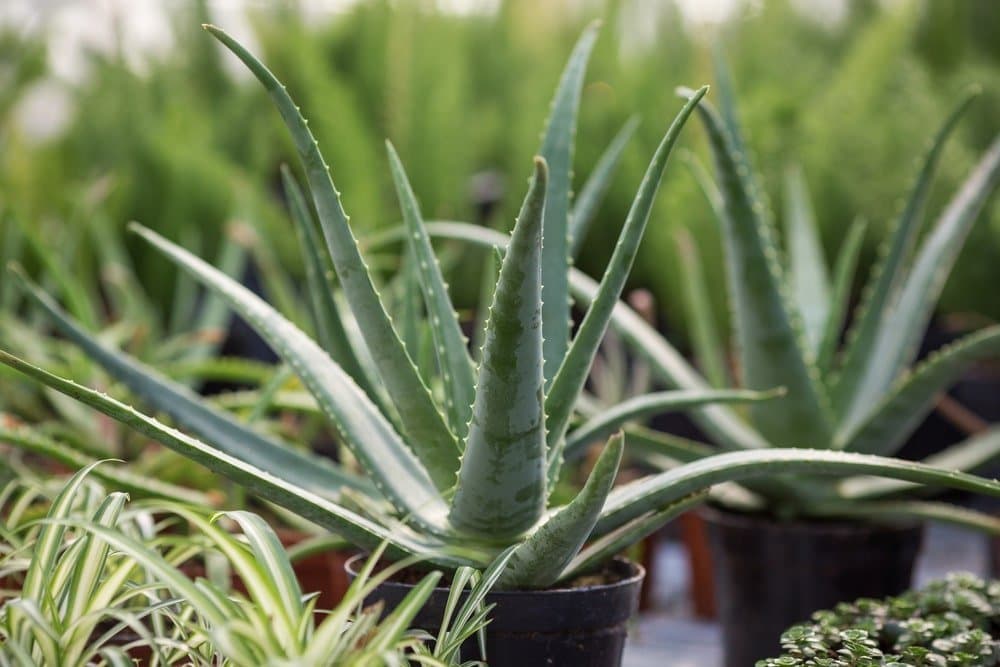 Aloe vera