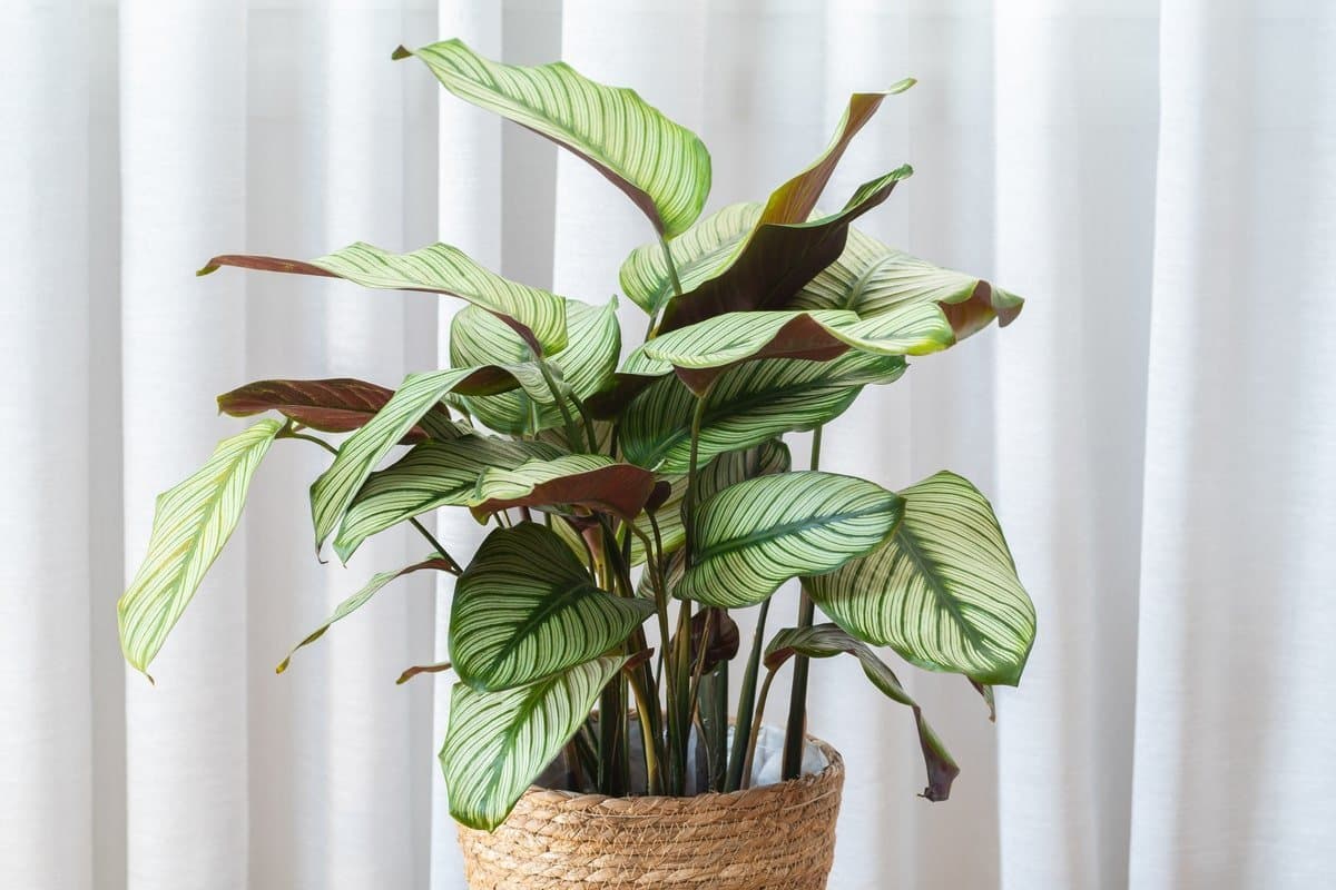 Pin-Stripe Calathea