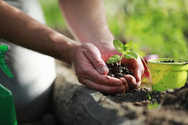 No-dig gardening: A new concept in ecological farming