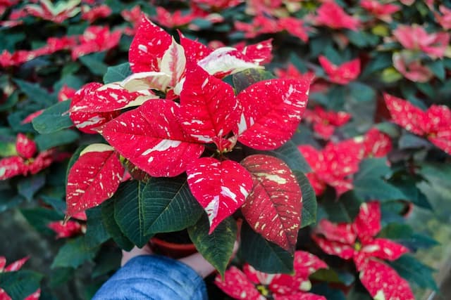 Expert tips for Poinsettia maintenance