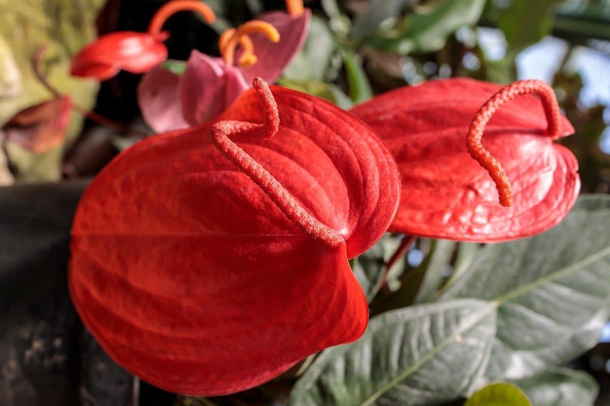 Flamingo flower